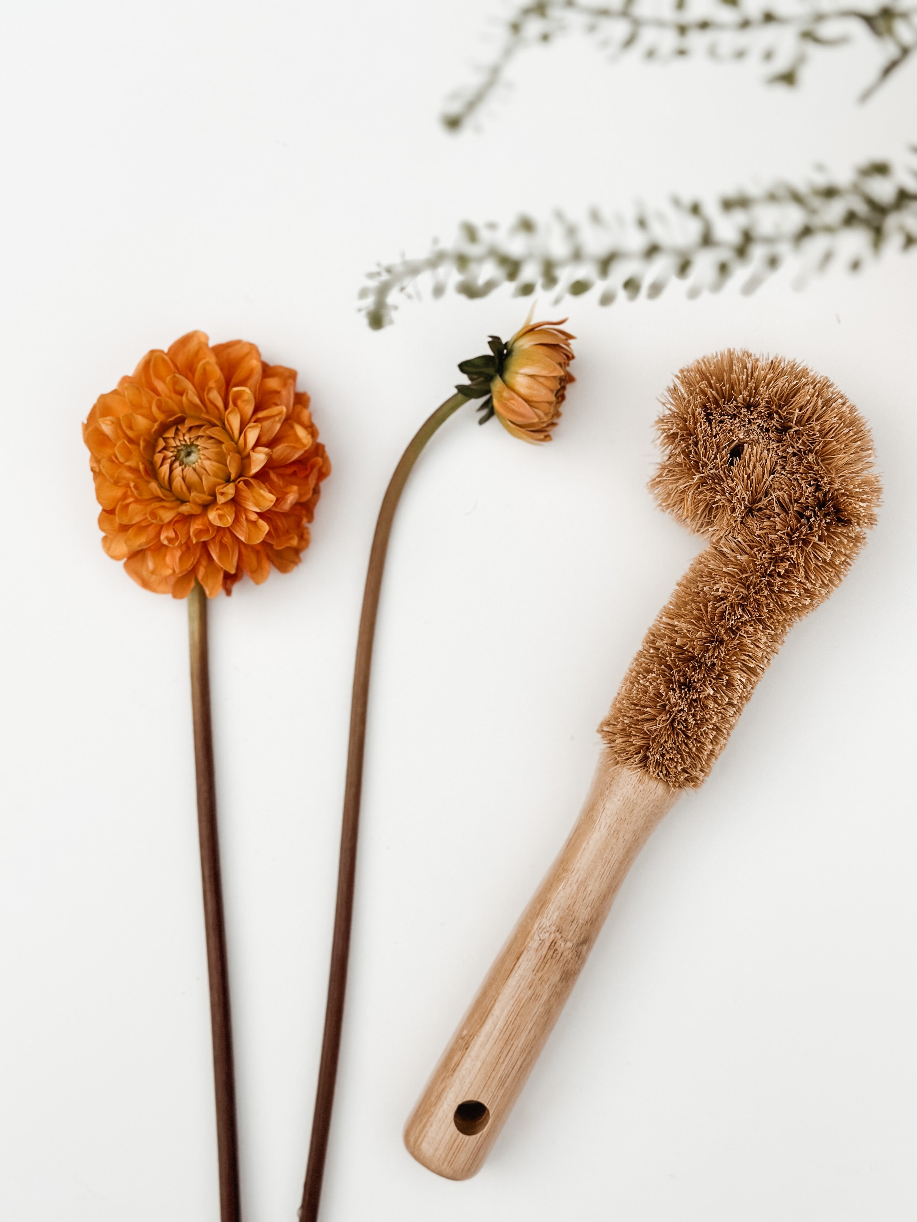 Coconut fiber bottle brush displayed with dahlias