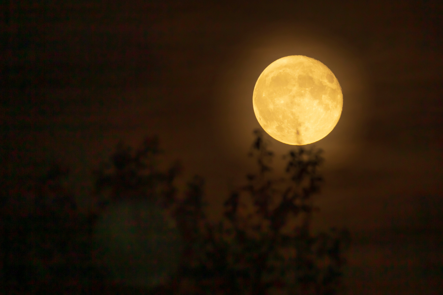 Harvest Moon